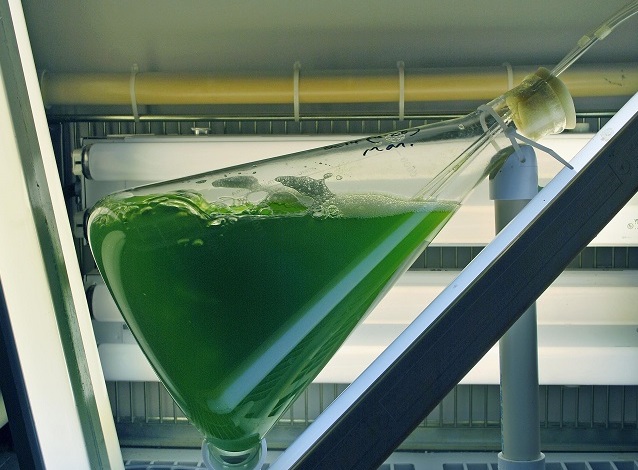 alga used for chronic tests