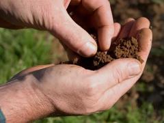 soil toxicity testing